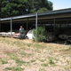 Illustration for article titled California Barn Find: 50 Vintage Cars, All Up For Sale!